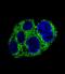 Alpha-Methylacyl-CoA Racemase antibody, LS-C156302, Lifespan Biosciences, Immunofluorescence image 