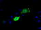 MCL1 Apoptosis Regulator, BCL2 Family Member antibody, LS-B13959, Lifespan Biosciences, Immunofluorescence image 