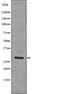 Linker For Activation Of T Cells antibody, PA5-64800, Invitrogen Antibodies, Western Blot image 