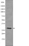 Linker For Activation Of T Cells antibody, PA5-64800, Invitrogen Antibodies, Western Blot image 