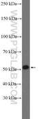 Death Associated Protein Kinase 3 antibody, 19540-1-AP, Proteintech Group, Western Blot image 