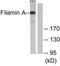 Filamin A antibody, TA313882, Origene, Western Blot image 