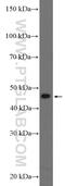 Basic Leucine Zipper And W2 Domains 2 antibody, 21001-1-AP, Proteintech Group, Western Blot image 