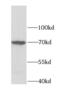 Lamin B2 antibody, FNab04807, FineTest, Western Blot image 