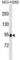 Serine Protease 36 antibody, abx031226, Abbexa, Western Blot image 