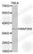 Mitogen-Activated Protein Kinase Kinase 6 antibody, A2575, ABclonal Technology, Western Blot image 