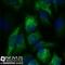 Keratin 1 antibody, NBP1-48348, Novus Biologicals, Immunofluorescence image 