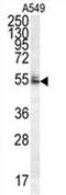 DDB1 And CUL4 Associated Factor 10 antibody, AP54539PU-N, Origene, Western Blot image 