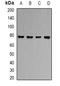 Solute Carrier Family 3 Member 1 antibody, orb340930, Biorbyt, Western Blot image 
