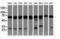 Pseudouridine Synthase 7 antibody, LS-C115705, Lifespan Biosciences, Western Blot image 