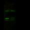 Proteasome Activator Subunit 2 antibody, GTX02067, GeneTex, Immunoprecipitation image 