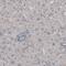 Neurofilament Medium antibody, NBP2-46625, Novus Biologicals, Immunohistochemistry frozen image 