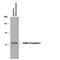 Gamma-Aminobutyric Acid Type A Receptor Gamma2 Subunit antibody, PPS072, R&D Systems, Western Blot image 