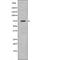 Kizuna Centrosomal Protein antibody, abx217821, Abbexa, Western Blot image 