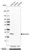 SELS antibody, NBP1-89558, Novus Biologicals, Western Blot image 