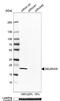 Selenoprotein S antibody, NBP1-89558, Novus Biologicals, Western Blot image 