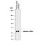 Chymase 1 antibody, AF4099, R&D Systems, Western Blot image 