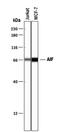 Apoptosis Inducing Factor Mitochondria Associated 1 antibody, PA5-48108, Invitrogen Antibodies, Western Blot image 