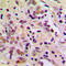 Apoptosis Antagonizing Transcription Factor antibody, LS-C353394, Lifespan Biosciences, Immunohistochemistry frozen image 