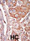 Fibroblast Growth Factor 4 antibody, abx033910, Abbexa, Western Blot image 