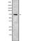 Nucleolar Protein 4 antibody, abx217203, Abbexa, Western Blot image 