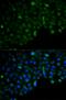 Hyaluronan Mediated Motility Receptor antibody, orb385448, Biorbyt, Immunofluorescence image 