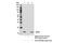 SPT4 Homolog, DSIF Elongation Factor Subunit antibody, 64828S, Cell Signaling Technology, Immunoprecipitation image 