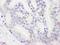 DExH-Box Helicase 9 antibody, A300-854A, Bethyl Labs, Immunohistochemistry frozen image 