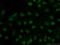 Forkhead Box R2 antibody, 14111-1-AP, Proteintech Group, Immunofluorescence image 