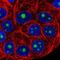 NOP16 Nucleolar Protein antibody, NBP2-58774, Novus Biologicals, Immunofluorescence image 