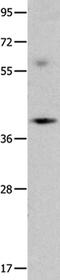 OBCAM antibody, PA5-50247, Invitrogen Antibodies, Western Blot image 