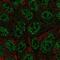 Basic Leucine Zipper ATF-Like Transcription Factor antibody, PA5-64192, Invitrogen Antibodies, Immunofluorescence image 