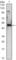 Early Growth Response 1 antibody, abx011697, Abbexa, Western Blot image 