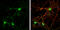 Contactin Associated Protein Like 2 antibody, GTX109389, GeneTex, Immunofluorescence image 