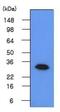 Geminin DNA Replication Inhibitor antibody, NBP1-04293, Novus Biologicals, Western Blot image 