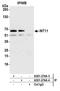 Integrator complex subunit 11 antibody, A301-274A, Bethyl Labs, Immunoprecipitation image 