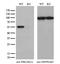 Protein Kinase CAMP-Dependent Type II Regulatory Subunit Alpha antibody, GTX83826, GeneTex, Western Blot image 