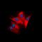 Janus Kinase 3 antibody, orb315571, Biorbyt, Immunofluorescence image 