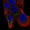 Transmembrane BAX Inhibitor Motif Containing 1 antibody, PA5-67129, Invitrogen Antibodies, Immunofluorescence image 