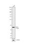 Suppressor Of Cytokine Signaling 1 antibody, 38-5200, Invitrogen Antibodies, Western Blot image 