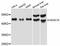 Homeobox C10 antibody, LS-C747377, Lifespan Biosciences, Western Blot image 