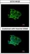 Protein O-Fucosyltransferase 1 antibody, GTX119122, GeneTex, Immunocytochemistry image 