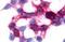 Uracil nucleotide/cysteinyl leukotriene receptor antibody, GTX71491, GeneTex, Immunocytochemistry image 