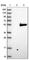 Cyclin G2 antibody, HPA034684, Atlas Antibodies, Western Blot image 