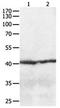 C-C chemokine receptor type 8 antibody, orb107482, Biorbyt, Western Blot image 