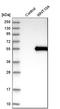 Wnt Family Member 10A antibody, HPA013898, Atlas Antibodies, Western Blot image 