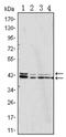 ERT2 antibody, AM06412SU-N, Origene, Western Blot image 