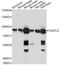 Galactosidase Beta 1 Like 3 antibody, LS-C749934, Lifespan Biosciences, Western Blot image 