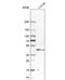 Dynein Light Chain LC8-Type 1 antibody, NBP1-88824, Novus Biologicals, Western Blot image 