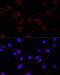 Serpin Family A Member 10 antibody, 22-703, ProSci, Immunofluorescence image 